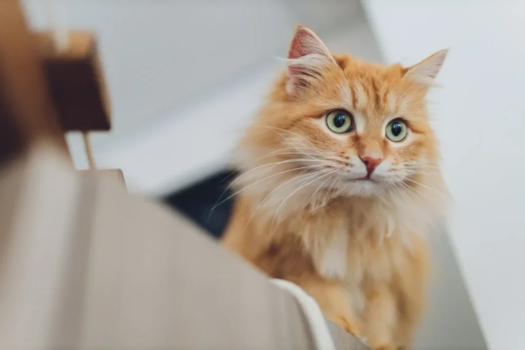 Amazing Pets