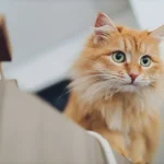 Amazing Pets