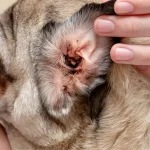 Ear Mites in Dogs
