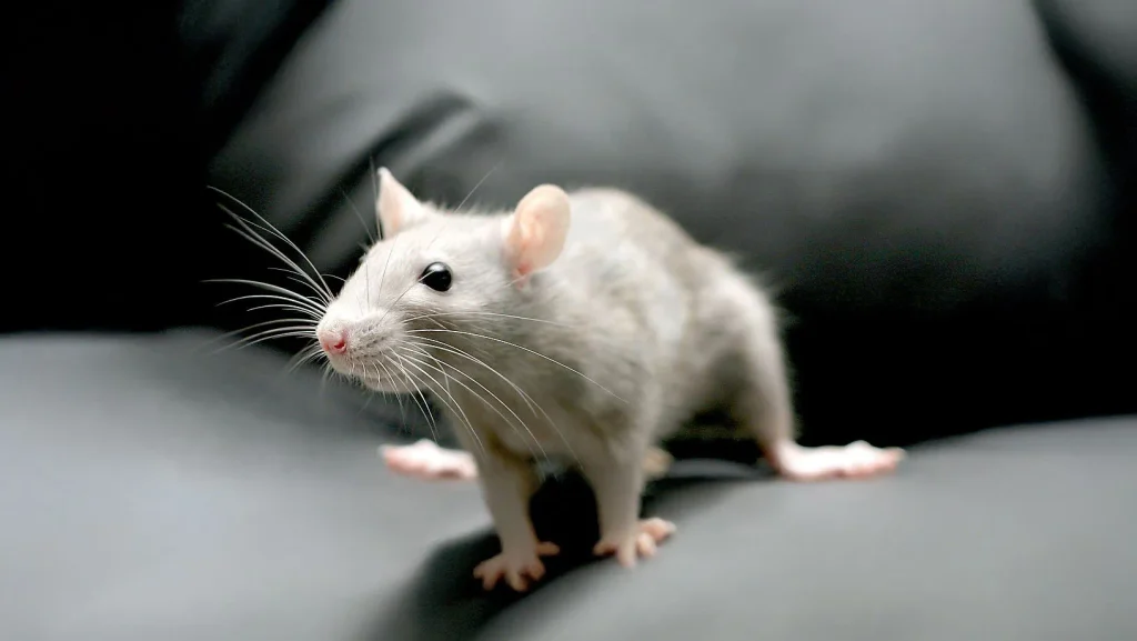 Fancy Rat Care