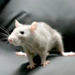 Fancy Rat Care