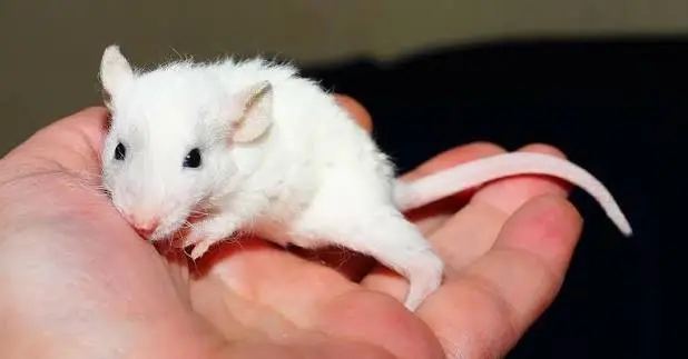 Fancy Rat Care 2 Fancy Rat Care