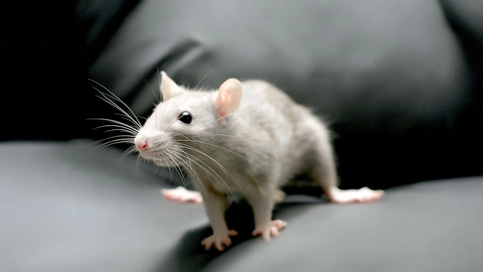 Fancy Rat Care Fancy Rat Care