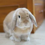 Holland Lop Rabbit