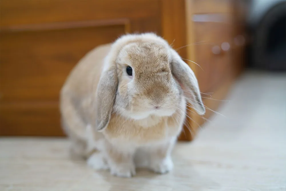 Holland Lop Rabbit