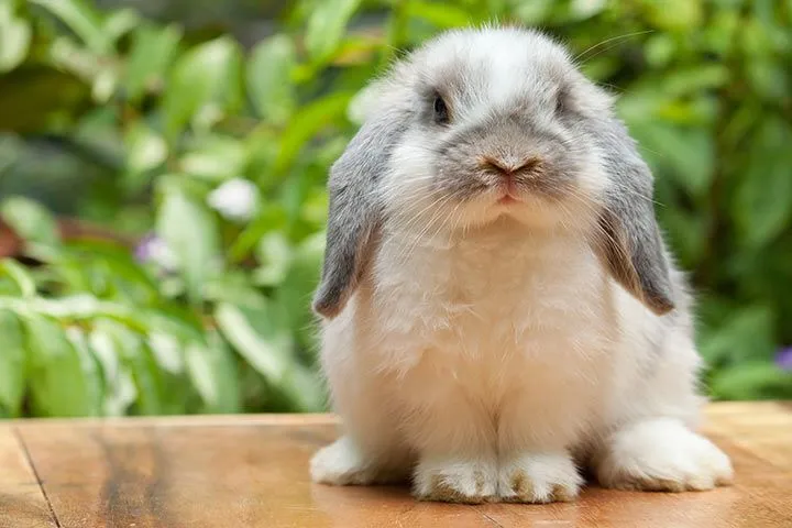 Holland Lop Rabbits Holland Lop Rabbits