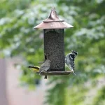 How to Attract Birds