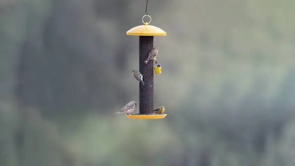How to Attract Birds 2 How to Attract Birds