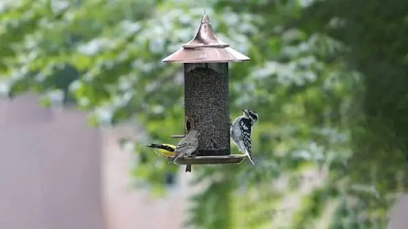 How to Attract Birds