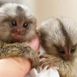 Marmoset Monkey Pets