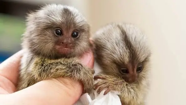 Marmoset Monkey Pets 4 Marmoset Monkey Pets