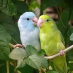 Parrot Parrotlet
