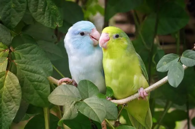 Parrot Parrotlet