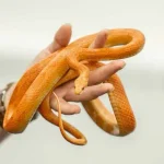 Pets Snake
