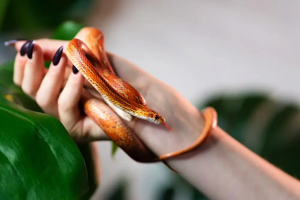 Pets Snake 2 Pets Snake