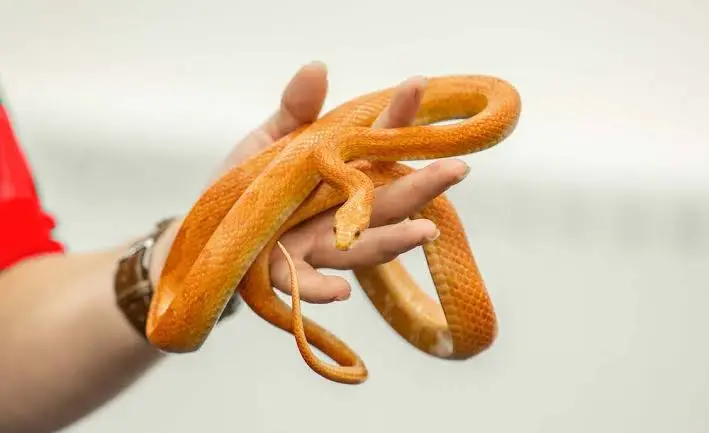 Pets Snake