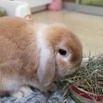 Timothy Hay for Rabbits