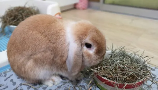 Timothy Hay for Rabbits 4 Timothy Hay for Rabbits