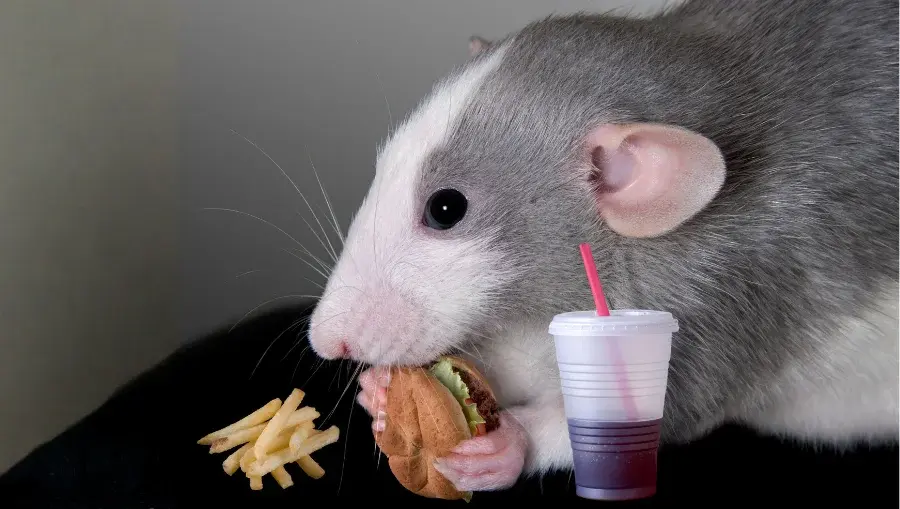 What Do Pet Rats Eat 2 What Do Pet Rats Eat