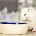 What Do Pet Rats Eat
