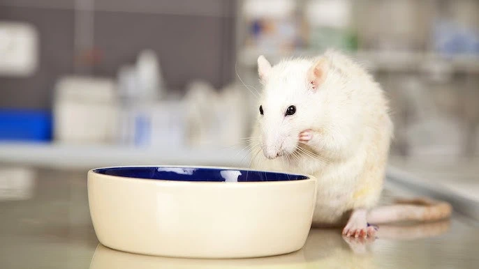 What Do Pet Rats Eat 3 What Do Pet Rats Eat