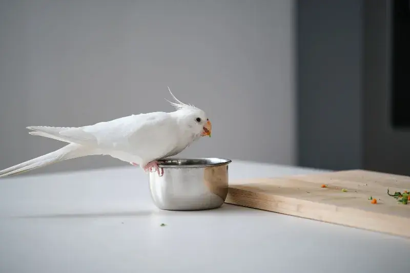 What Foods Can Cockatiels Eat 2 What Foods Can Cockatiels Eat