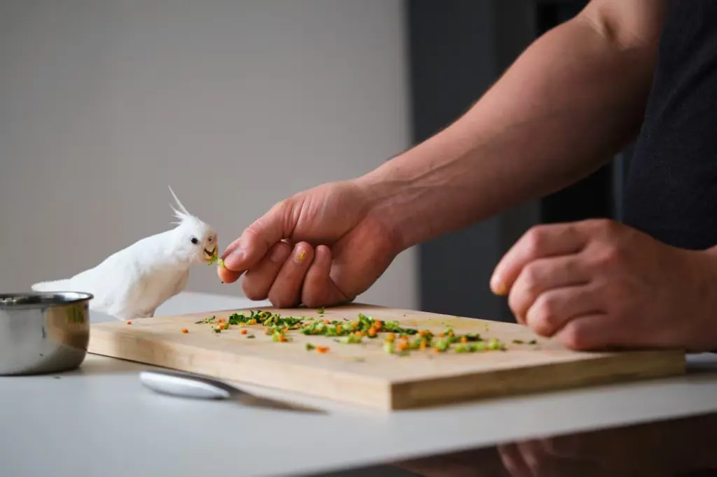 What Foods Can Cockatiels Eat What Foods Can Cockatiels Eat