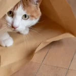 what human food can cats eat