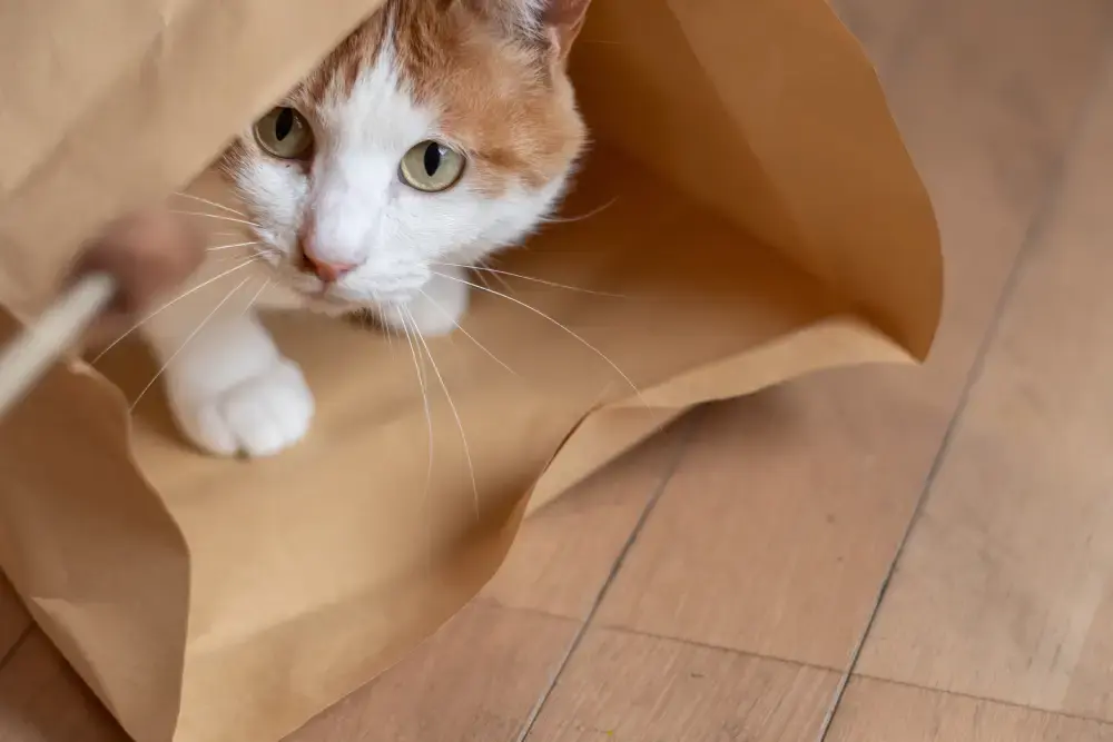 what human food can cats eat