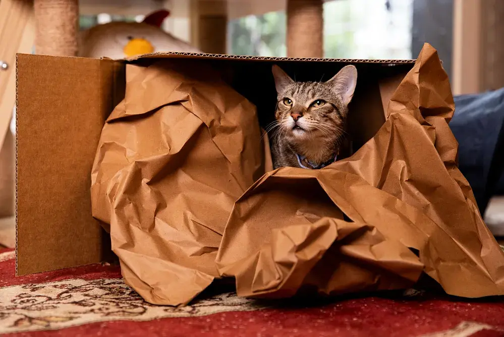 what human food can cats eat 4 what human food can cats eat